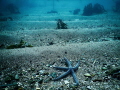   Spiny starfish shallows Falmouth. Falmouth  